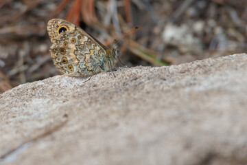 Marioposa Lasiommata megera camuflada sobre roca enseñando la parte de abajo de sus alas, Alcoy, España
