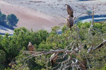 Grupo de buitres leonados gyps fulvus posados en arbol seco en el parque natural Sierra de Mariola,...