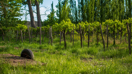 Viñedos, naturaleza  y tormenta
