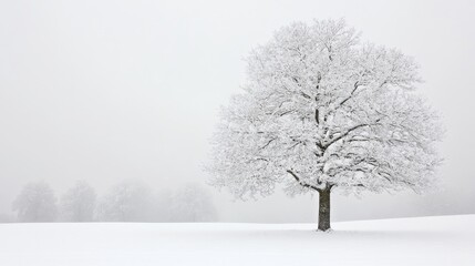 Fototapeta premium A beautiful tree covered in snow stands alone in a peaceful winter wonderland