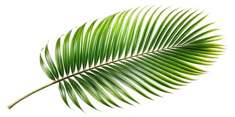 Obraz premium Elegant Tropical Palm Leaf Closeup on White - Vibrant Green Botanical Minimalist Background for Nature Design, Relaxation Concept