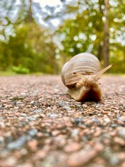 snail