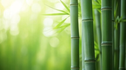 Obraz premium New bamboo shoots thrive peacefully in a quiet grove glowing in gentle sunlight