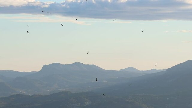 Bandada de buitres leonados gyps fulvus volando con fondo de la cadena monta&ntilde;osa La Safor durante el amanecer, Alcoy, Espa&ntilde;a