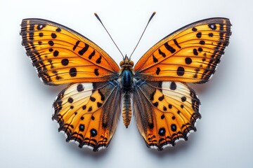 copper butterfly with vibrant orange wings featuring black spots 