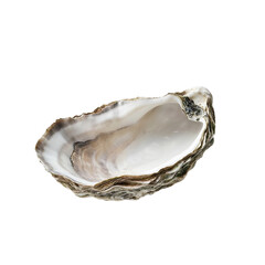 oyster shell isolated on white