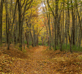 Path through a forest in autumn
