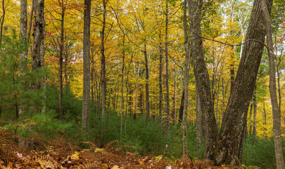 Deciduous and evergreen trees in autumn