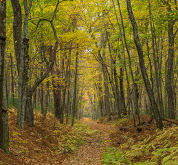Fall foliage on trees lining a hiking trail