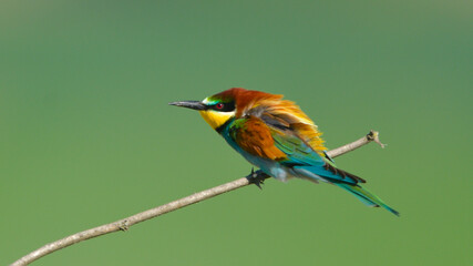 European Bee-eater on a branch