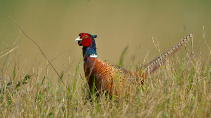Common Pheasant in grass