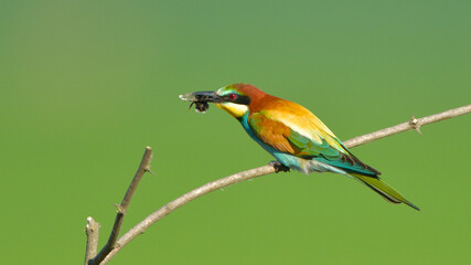 European Bee-eater on a branch