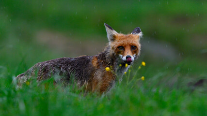 Red Fox in Nature, after rain
