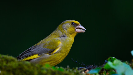 Greenfinch (Chloris chloris)