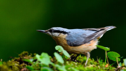 Eurasian Nuthatch on clean background
