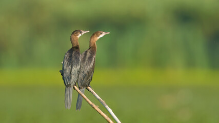 Pygmy Cormorants Pair on branches