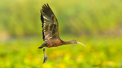 Glossy Ibis in flight