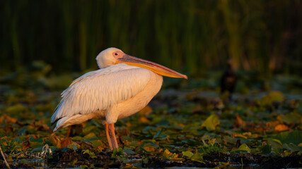 White Pelican Resting in Sunset Light