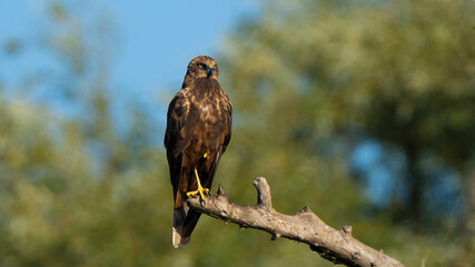 Marsh Harrier on a Branch