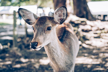 deer in the forest