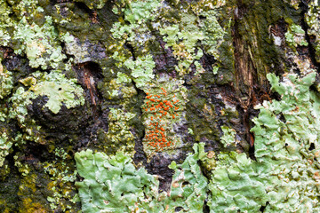 moss on tree