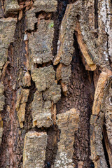 tree texture