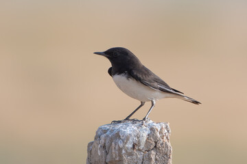 variable wheatear or Oenanthe picata at Desert National Park in Rajasthan, India