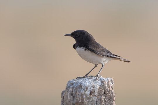 variable wheatear or Oenanthe picata at Desert National Park in Rajasthan, India