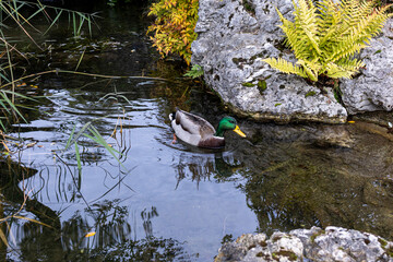 duck on the water