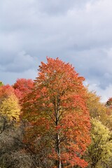 Naklejka premium autumn tree in the park