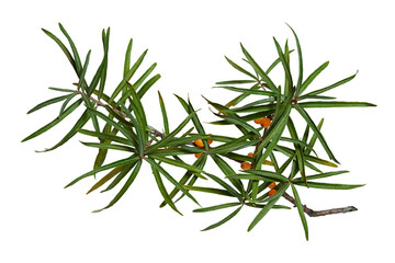 A branch of sea buckthorn with orange berries isolated on a white background.