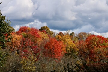 Fototapeta premium fall colors in the forest