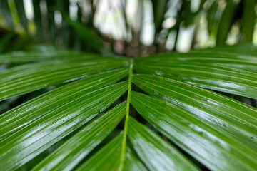 leaf of palm