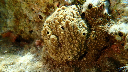 Stinker sponge (Sarcotragus fasciculatus) close-up undersea, Aegean Sea, Greece, Halkidiki, Kakoudia beach