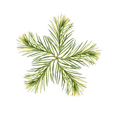 A star or snowflake made from young tea tree branches isolated on white background. Design element for creating Christmas compositions, floral patterns, frames, cards, invitations.