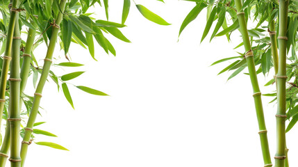 Fototapeta premium green bamboo frame isolated, great background for presentation.