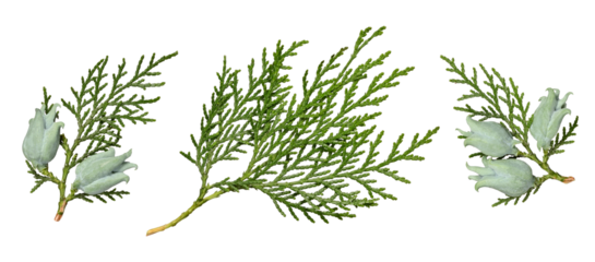 A set of Platycladus orientalis thuja branches with cones isolated on a white background. Design element for creating Christmas arrangements, collages, cards, patterns, frames.