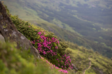 Blooming mountains in summer, magical Carpathians. Carpathian rhododendron (Rhododendron...