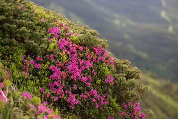 Blooming mountains in summer, magical Carpathians. Carpathian rhododendron (Rhododendron...
