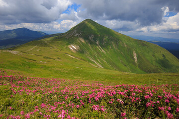 Blooming mountains in summer, magical Carpathians. Carpathian rhododendron (Rhododendron...