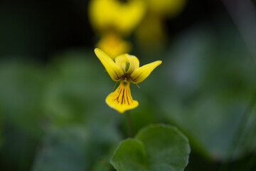 Viola biflora (alpine yellow-violet, arctic yellow violet, twoflower violet) blooming. Viola biflora a very beautiful and rare mountain plant in the Carpathian Mountains.