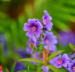 Flowers, growth and outdoor in nature, droplets and eco friendly in environment, leaves or sustainability. Color, petals and blossom of plant, garden and ecosystem in spring or meadow geranium in USA