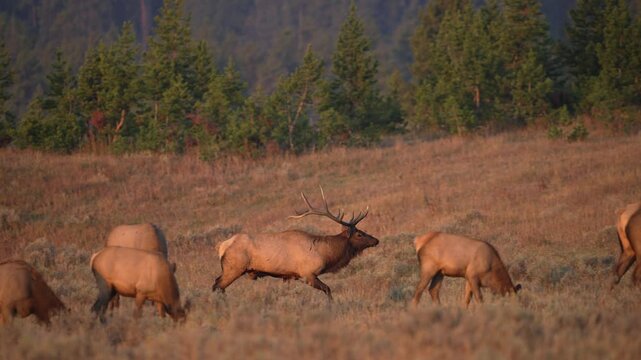 Bull Elk running in slow motion as he herds a cow back to his harem during the rutting season.