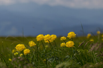 Obraz premium Trollius altissimus flowering plant of the family Ranunculaceae. Trollius altissimus is a unique alpine plant that blooms in the Carpathian highlands.