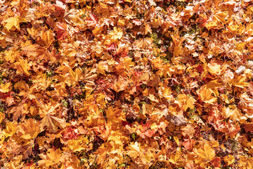 Red and orange autumn leaves background. Outdoor. Colorful backround image of fallen autumn leaves.