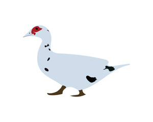 Duck Vector Eps Free Download 