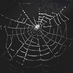 Obraz premium Zoomed-in view of spider web