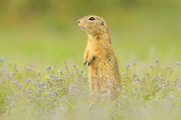 European ground squirel Spermophilus citellus rodent eurasian black-bellied common grassland in fields of landscape cereal wheat region, beautiful eyes and fur, eats flower grass Europe