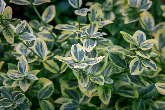 spindle emeral gold, a creeping plant with white-yellow-green leaves in the garden in autumn