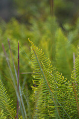 Close-up folhas de samabaia na relva